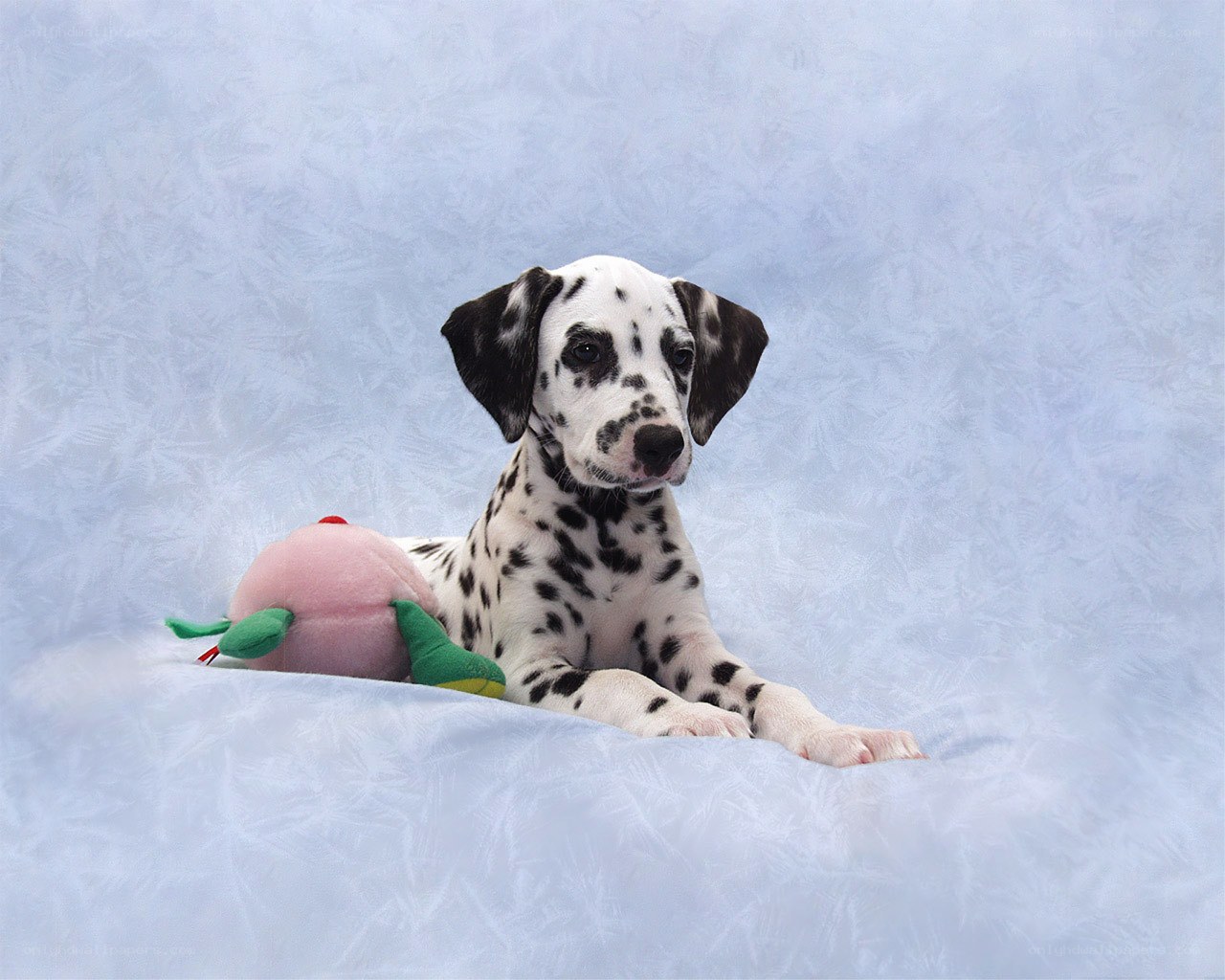 Dalmatian puppy with toy
