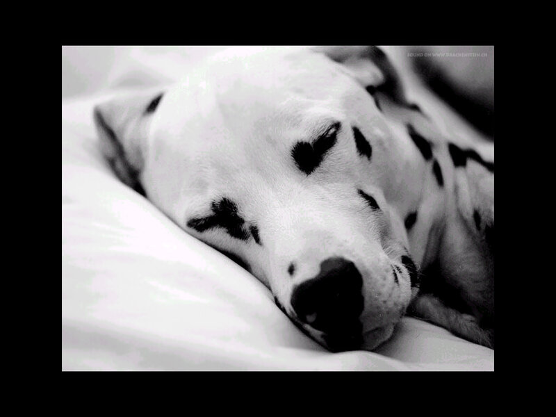 Dalmatian sleeping peacefully
