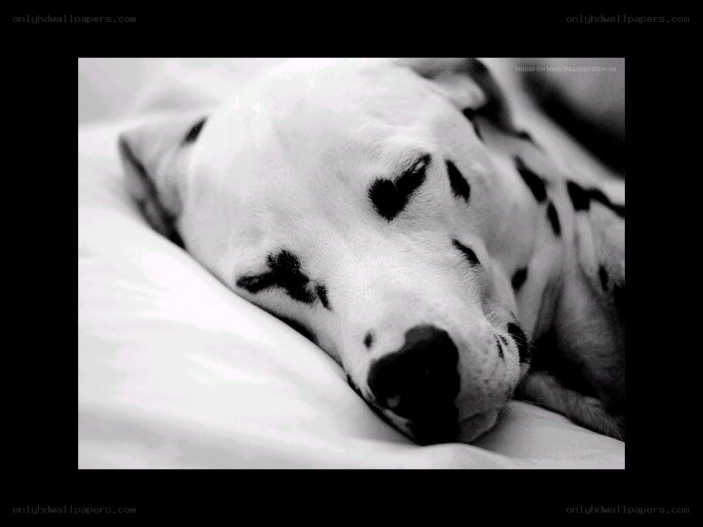 Dalmatian sleeping peacefully