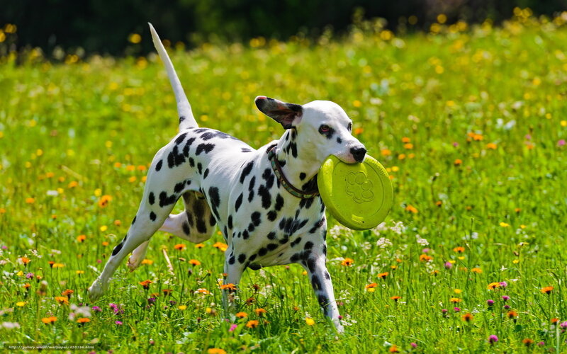 Dalmatian with frisbee in field