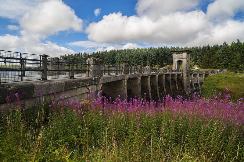 Dam with Purple Flowers