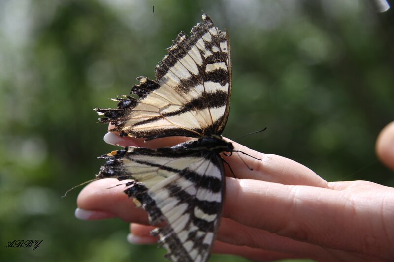 Damaged Butterfly on Hand
