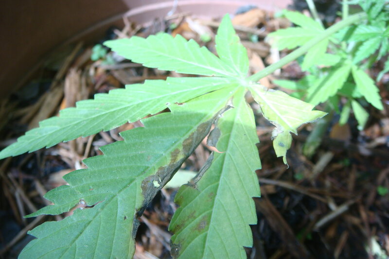 damaged cannabis leaf