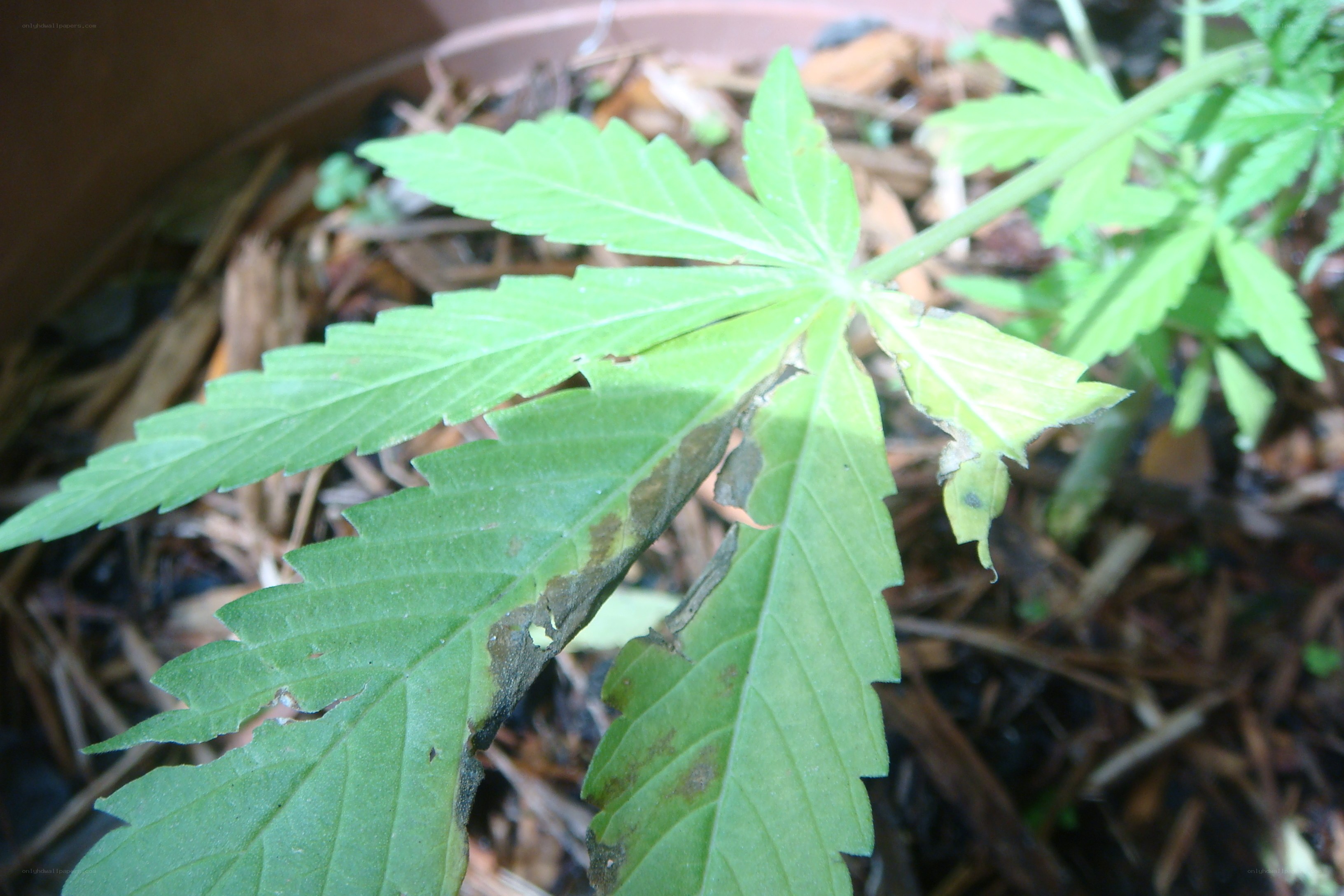 damaged cannabis leaf