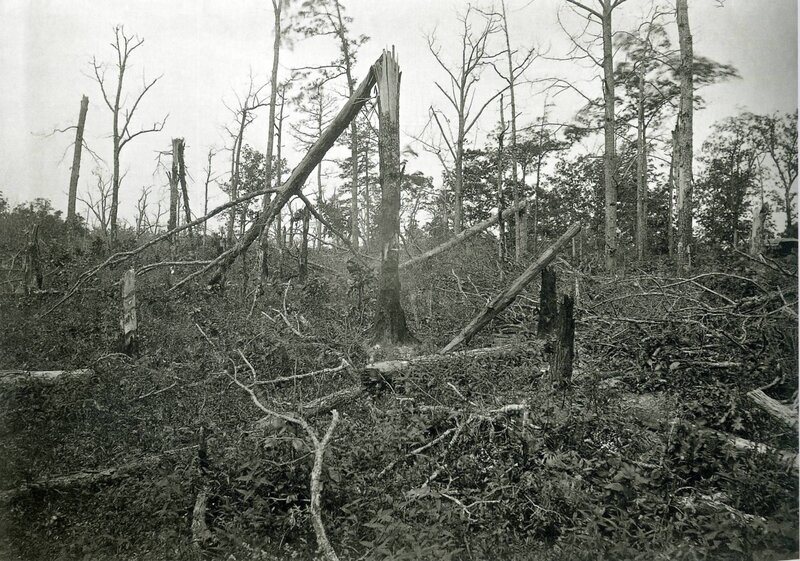 Damaged forest after storm