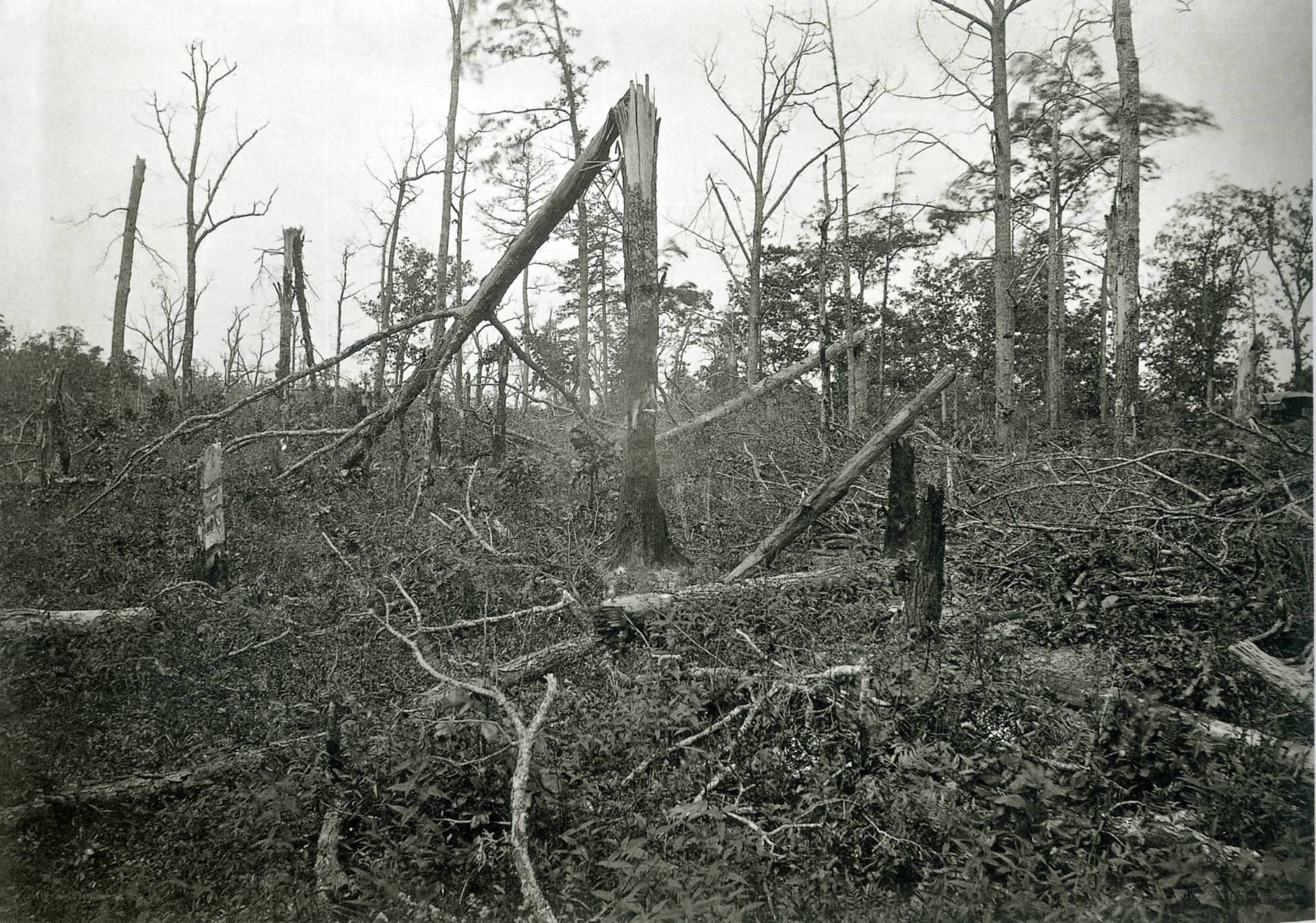 Damaged forest after storm