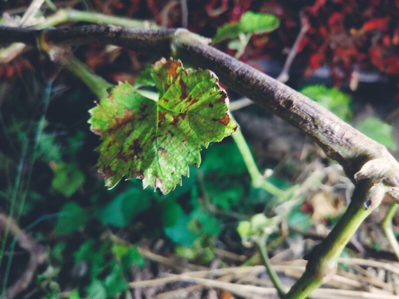 Damaged Grape Leaf