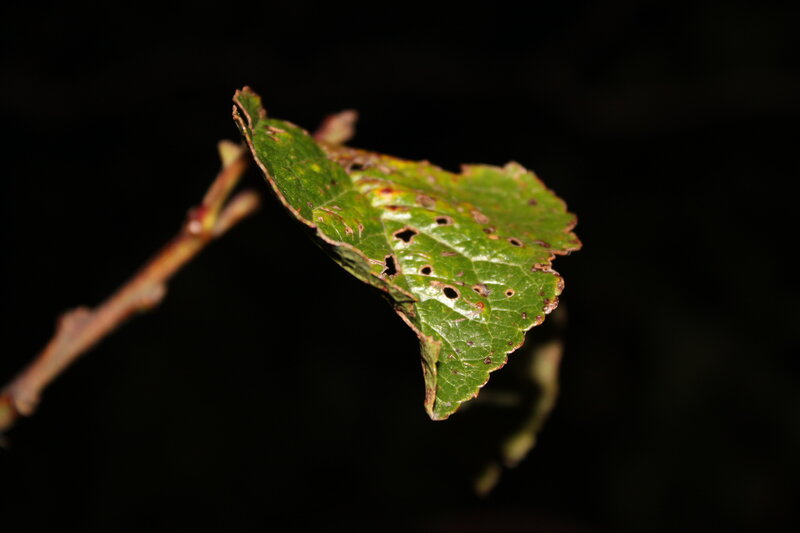 Damaged Green Leaf — Dramatic