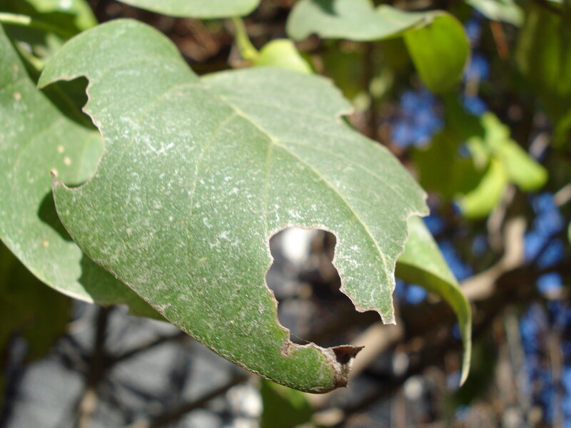 Damaged Green Leaf