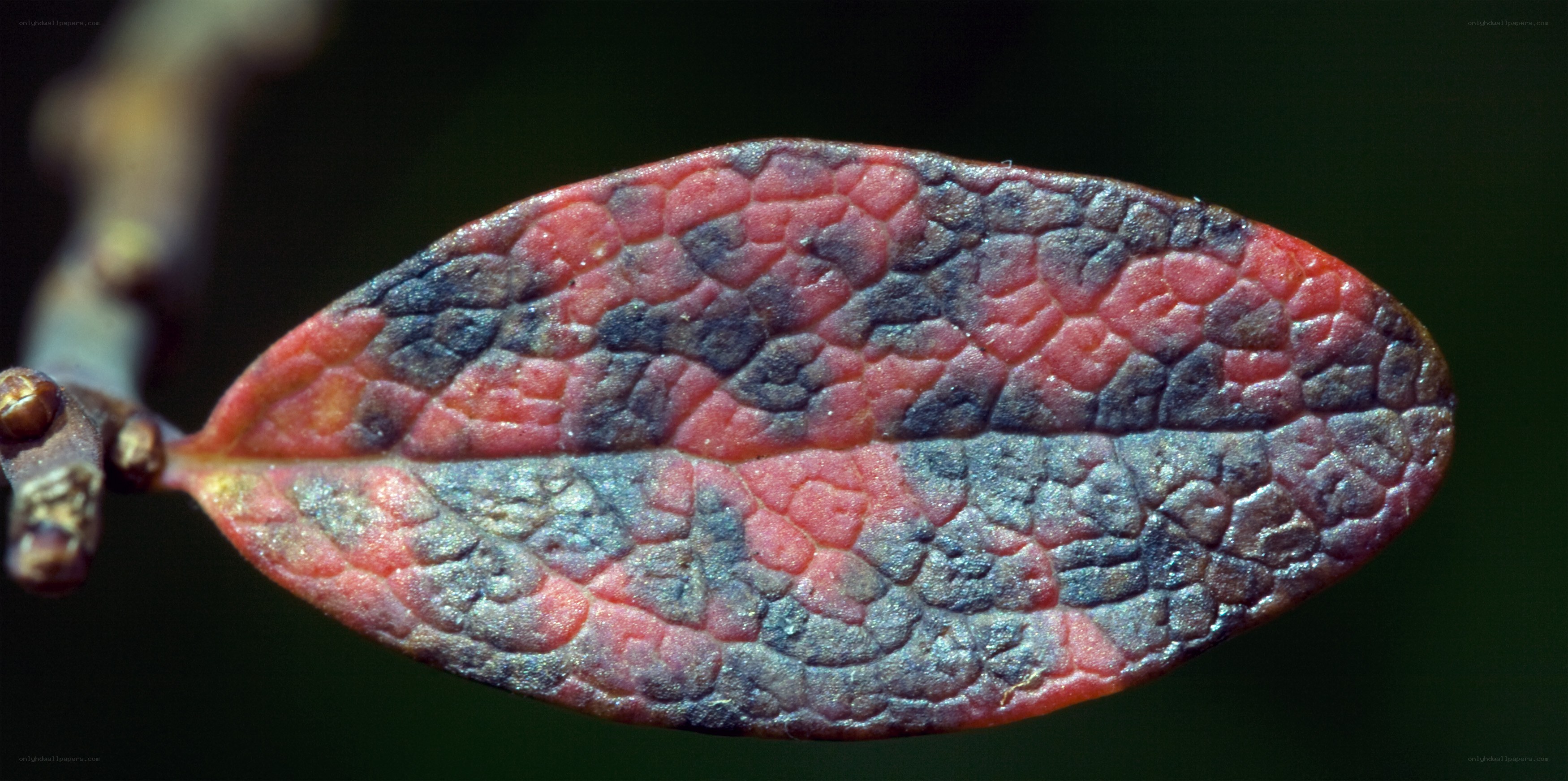 damaged leaf with discoloration