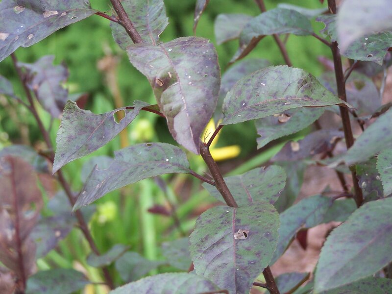 damaged leaves on a plant