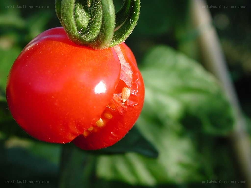 damaged red tomato on vine