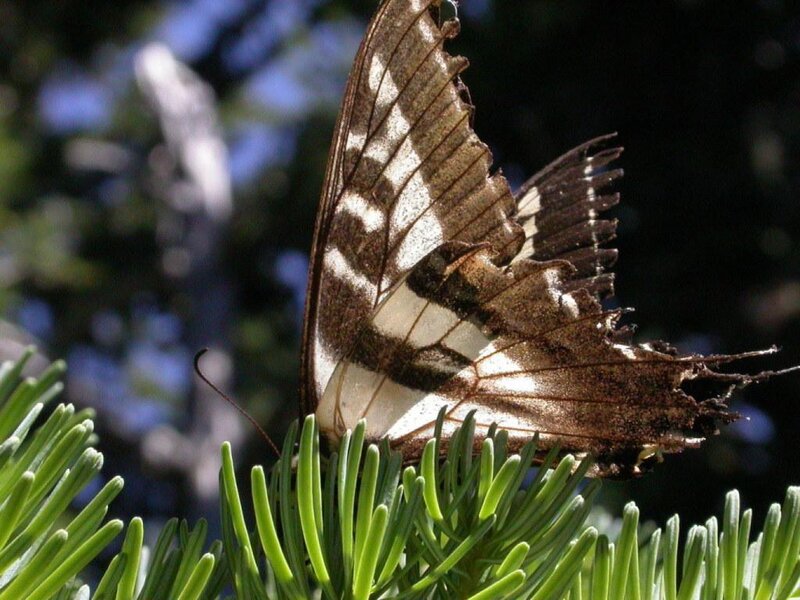 Damaged Swallowtail Butterfly
