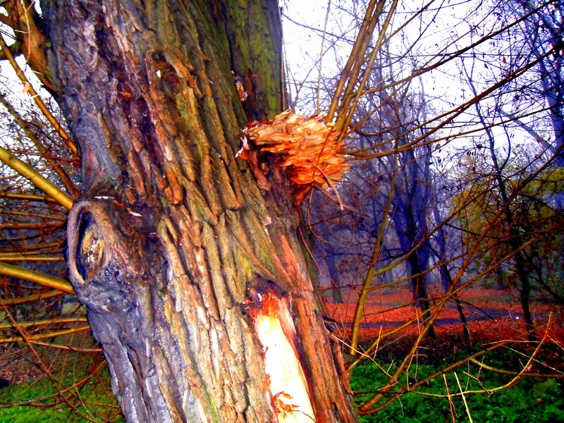 Damaged Tree Trunk