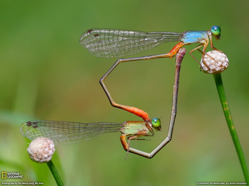 Damselfly mating pair