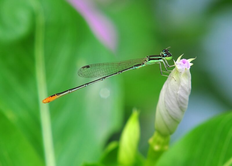 damselfly on a flower bud