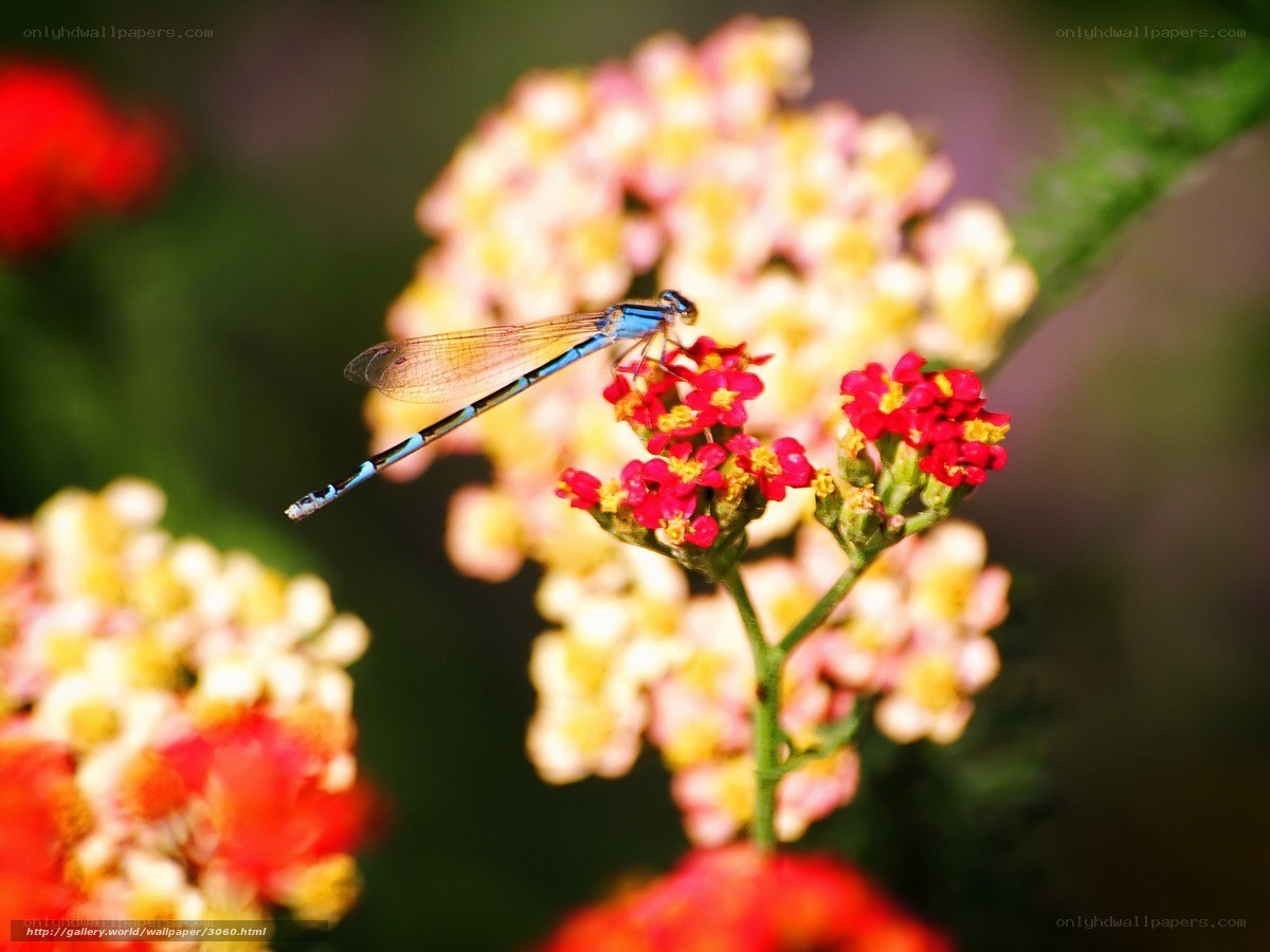 Damselfly on a flower