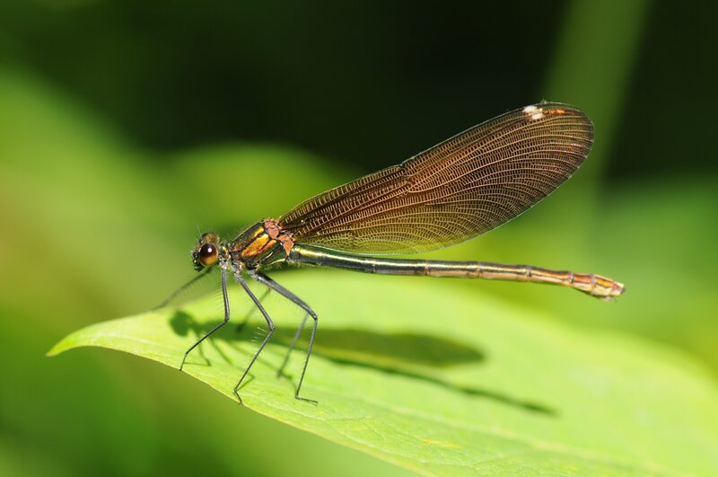 Damselfly on a green leaf