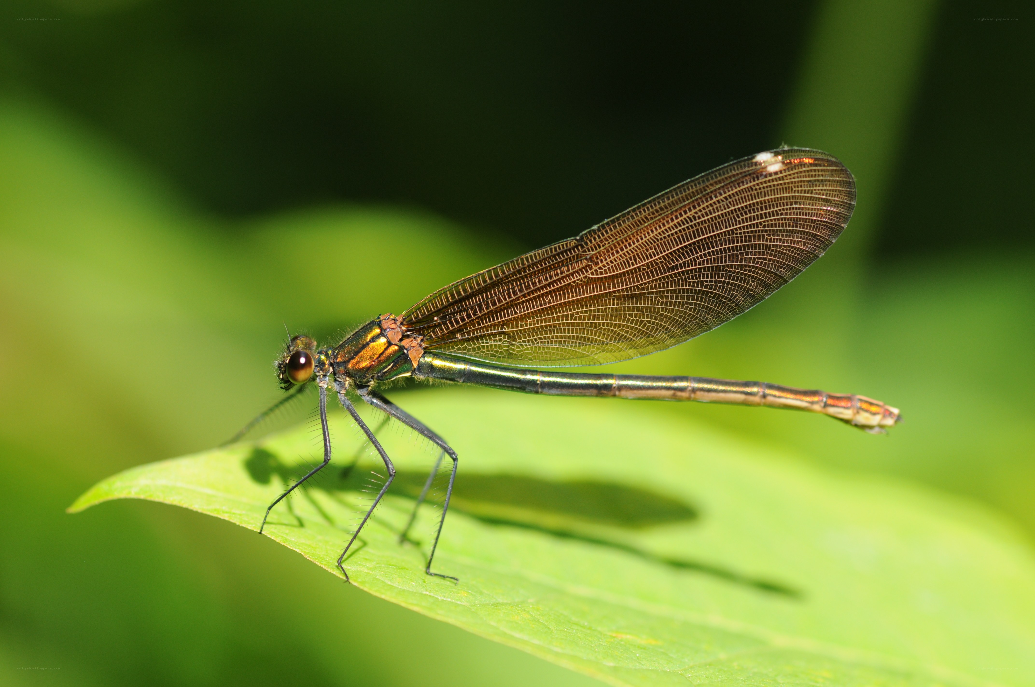 Damselfly on a green leaf