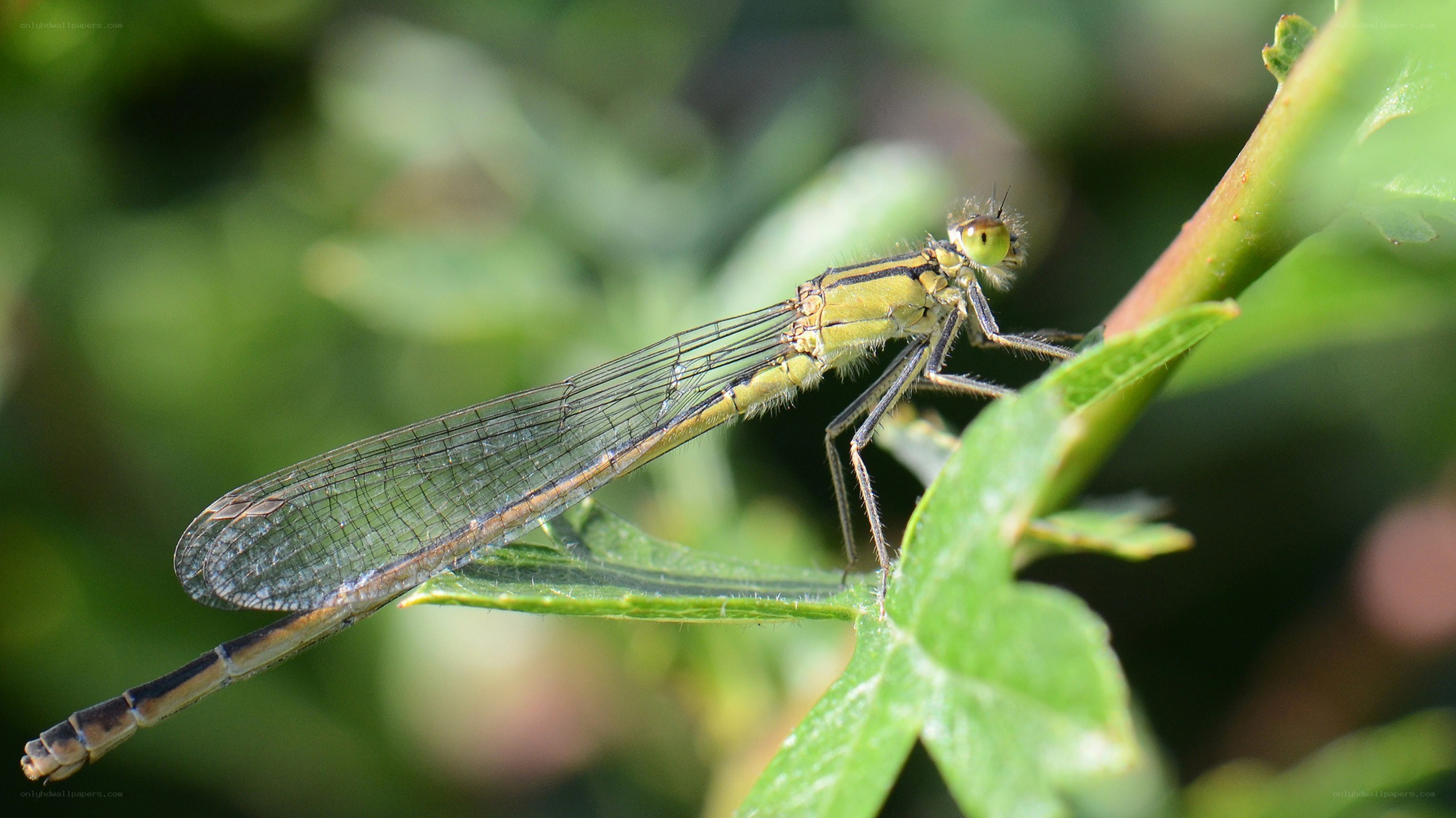 damselfly on a leaf