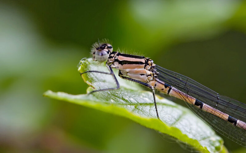 damselfly on a leaf