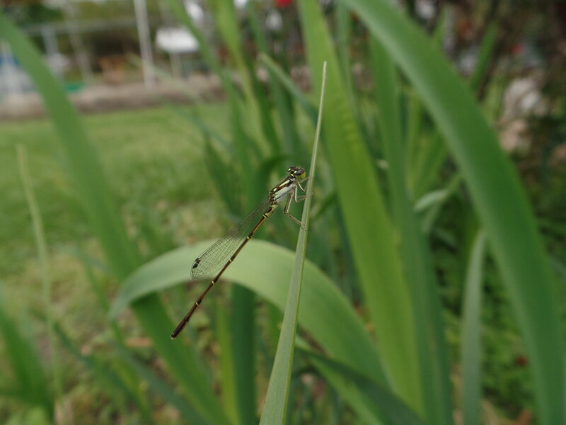 Damselfly on a Leaf — Green