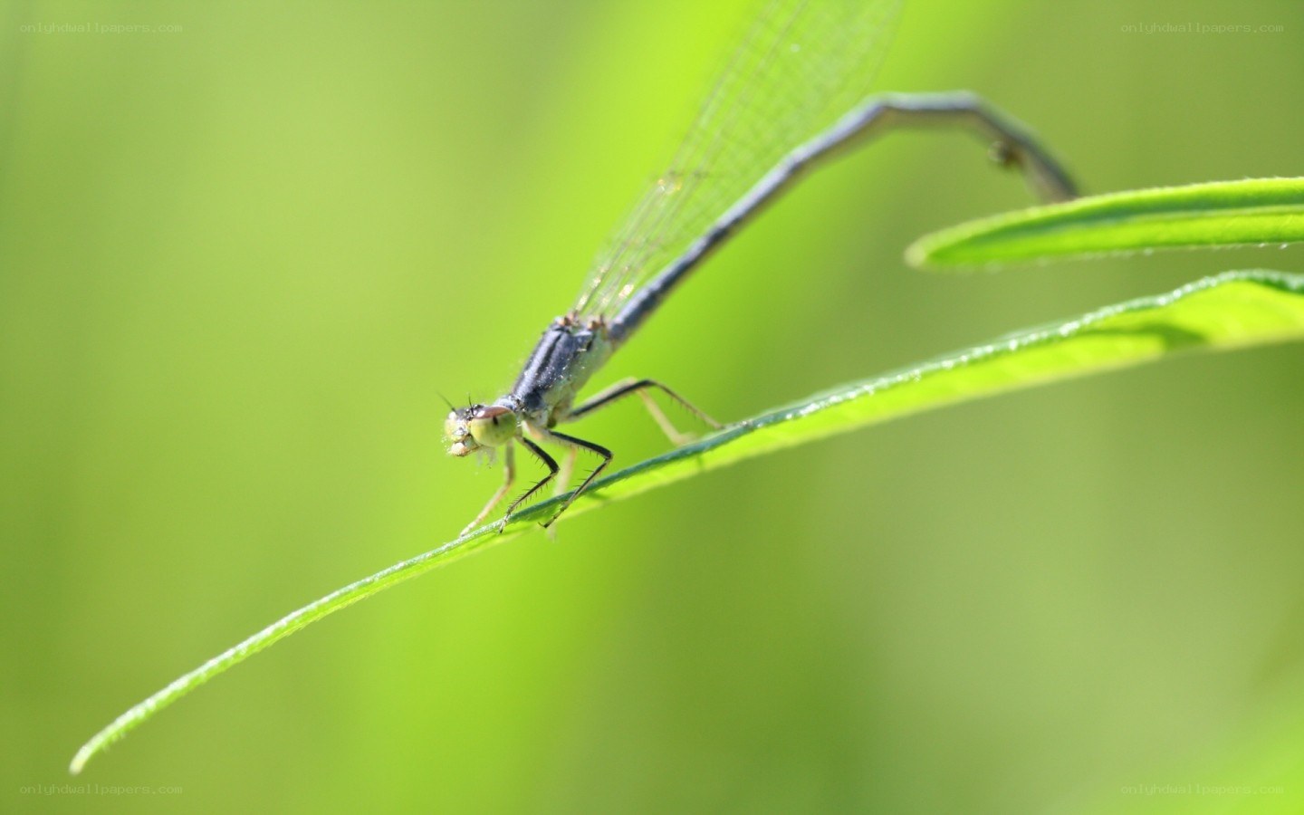 damselfly on a leaf