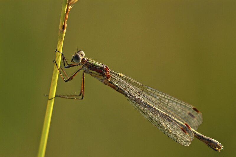 Damselfly on a Stem