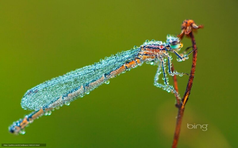 Damselfly on a Twig