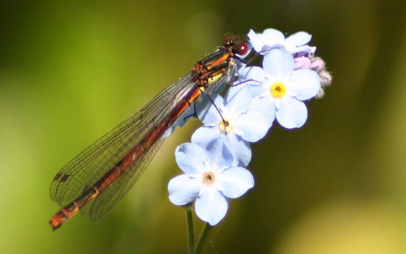Damselfly on blue flowers