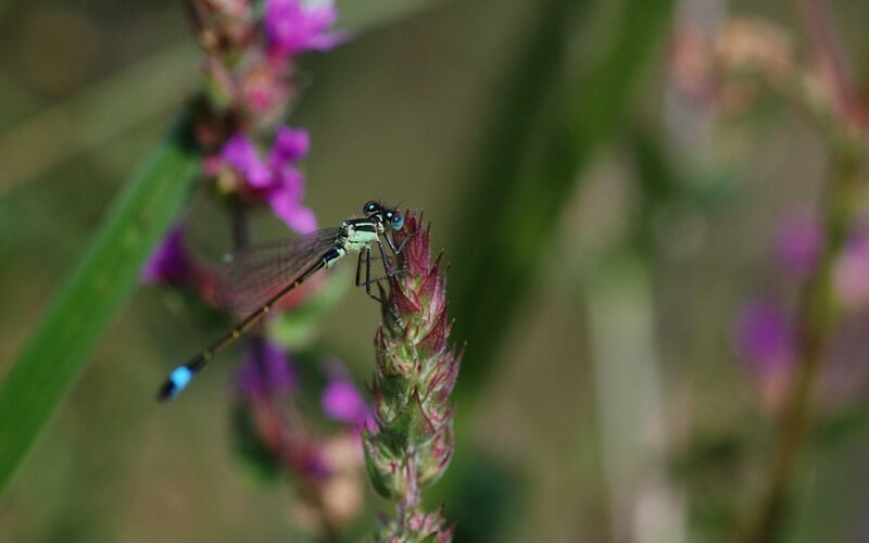 Damselfly on Flower