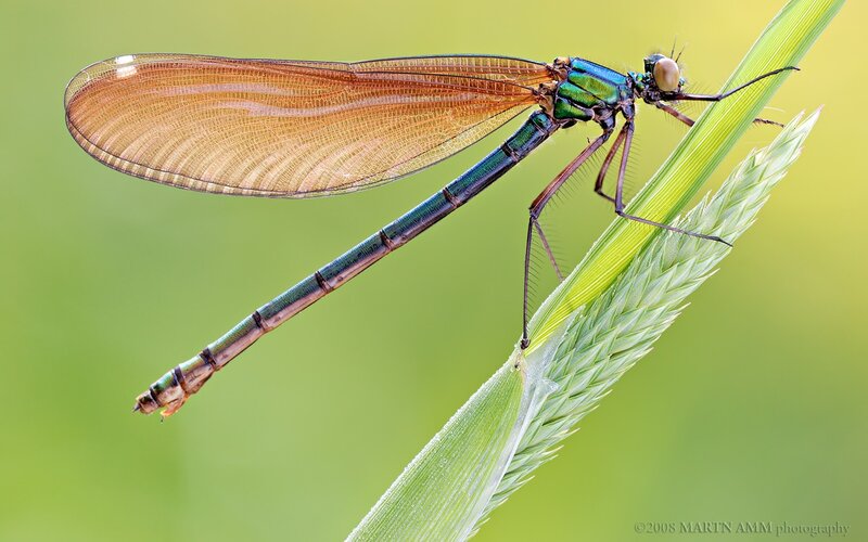 Damselfly on Grass