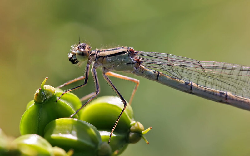 Damselfly on Green Bud