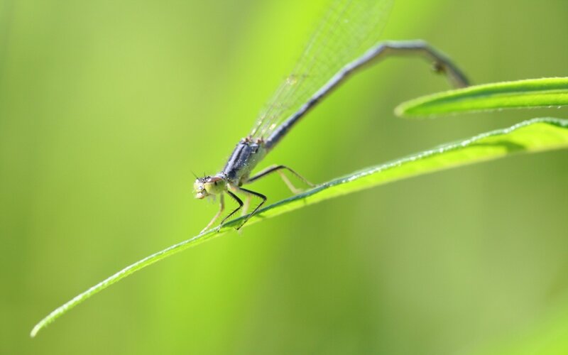 Damselfly on Green Leaf — Calm, Afternoon