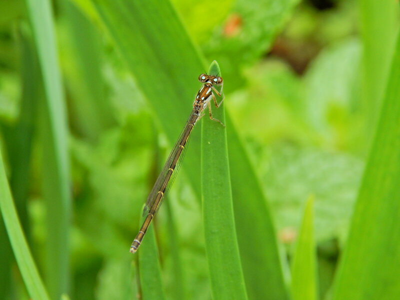 Damselfly on Green Leaf — Natural