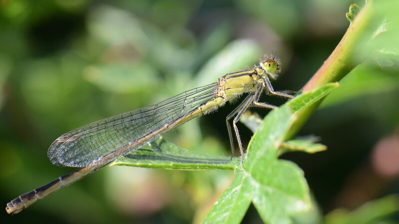 Damselfly on Leaf — Green, Calm, Afternoon, Photograph