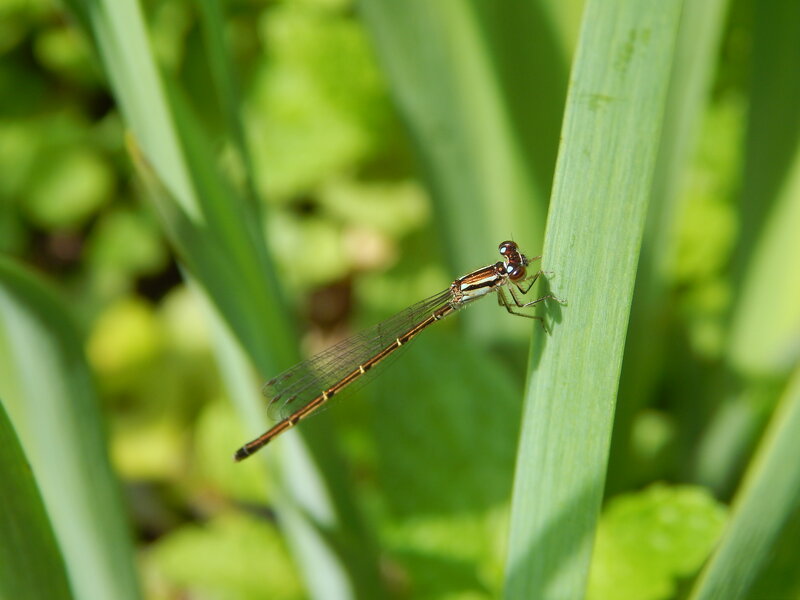 Damselfly on Leaf — Green, Calm, Afternoon