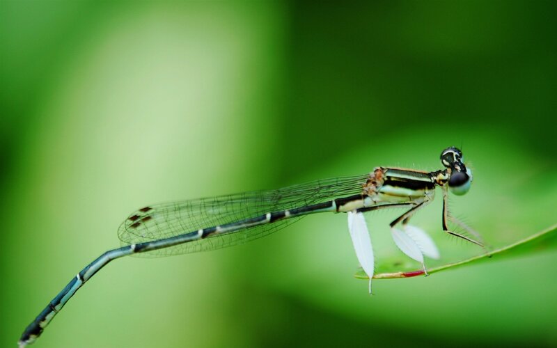 Damselfly on Leaf — Green, Calm, Photograph, Insect, Green Background