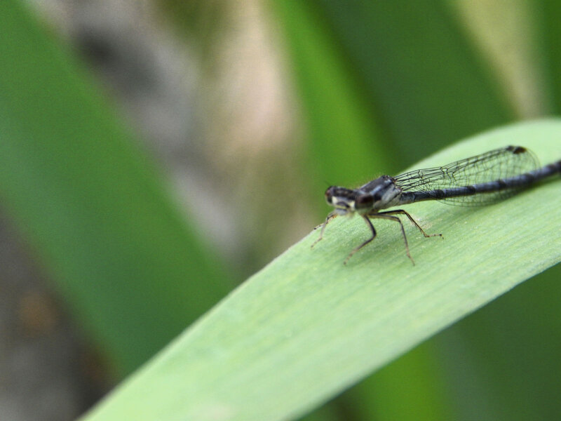 Damselfly on Leaf — Green, Calm, Photograph, Insect