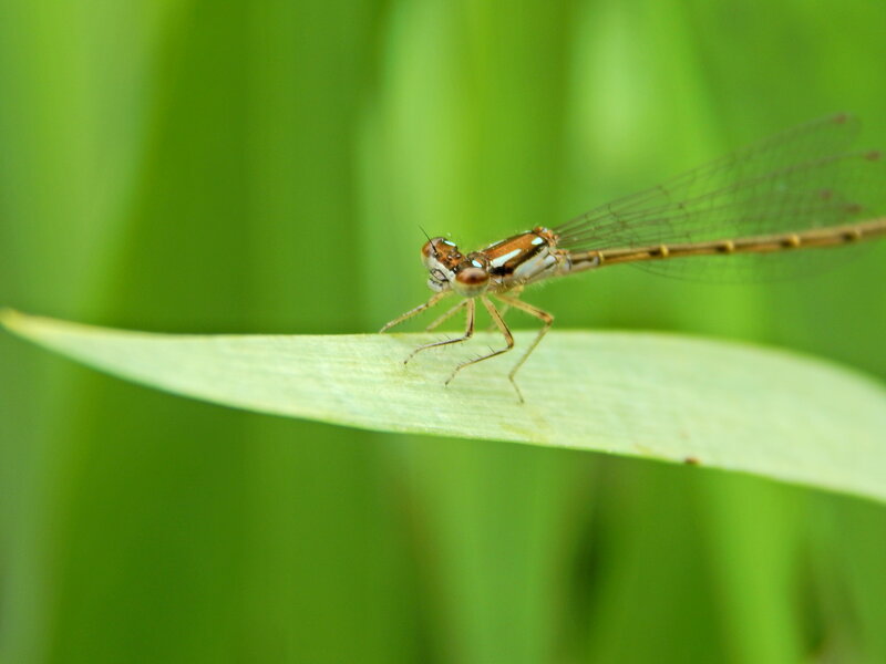 Damselfly on Leaf — Green, Calm, Photograph