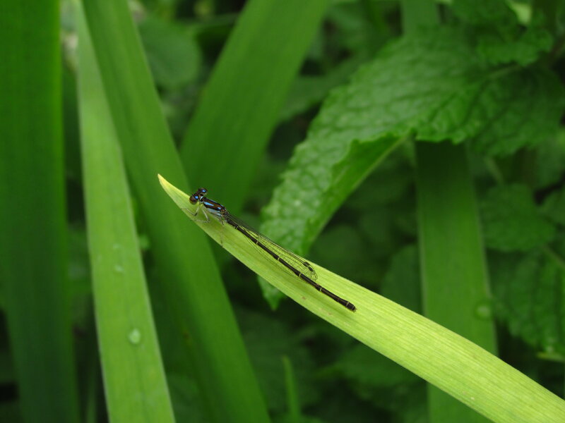 Damselfly on Leaf — Green, Natural, Afternoon