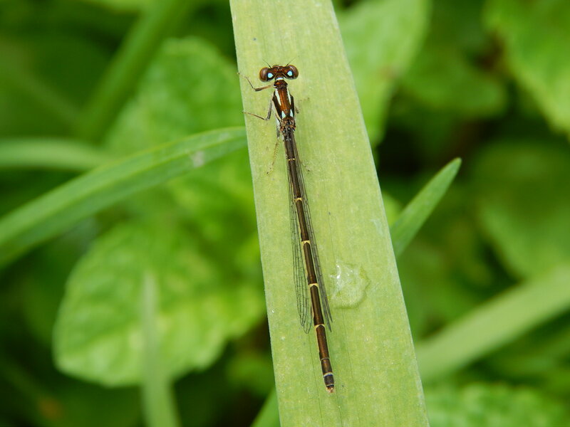 Damselfly on Leaf — Green, Natural