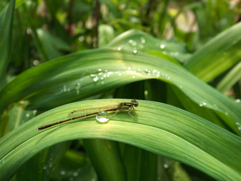 Damselfly on Leaf — Green, Serene