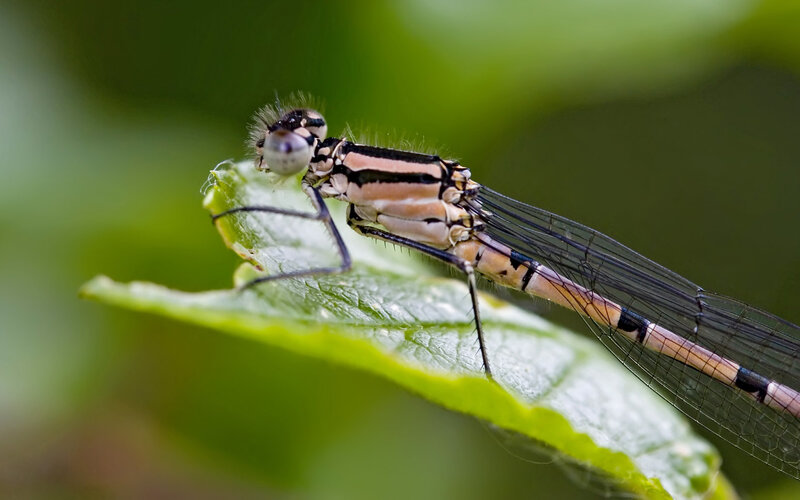 Damselfly on Leaf — Green