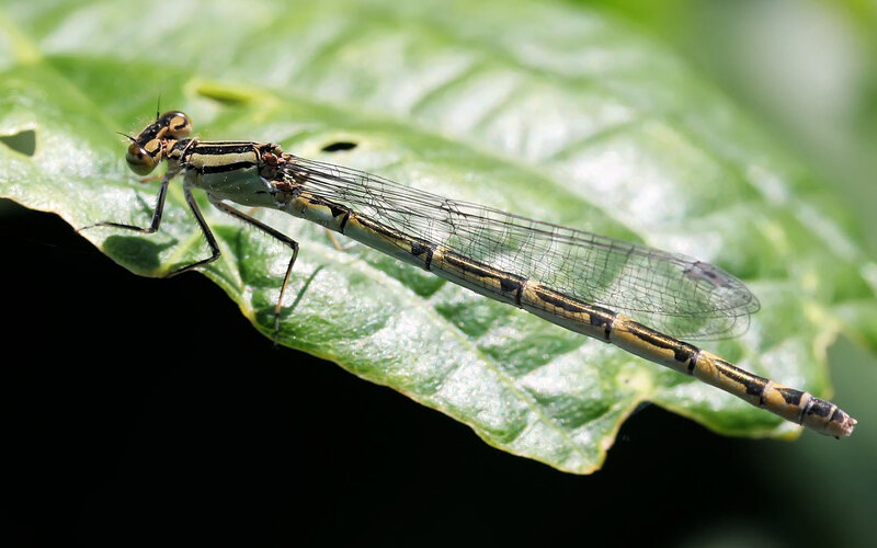Damselfly on Leaf