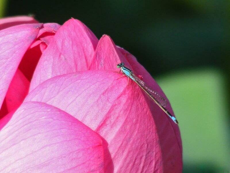 Damselfly on Lotus Petal
