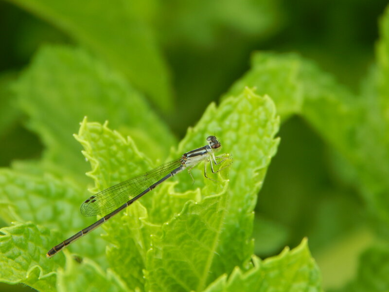 Damselfly on Mint Leaf