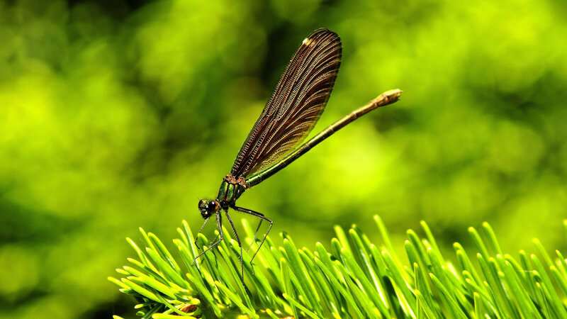 Damselfly on Pine Needle — Green, Natural