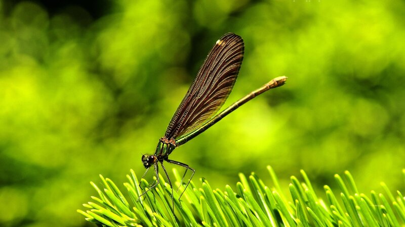 Damselfly on Pine Needle — Green, Serene, Afternoon