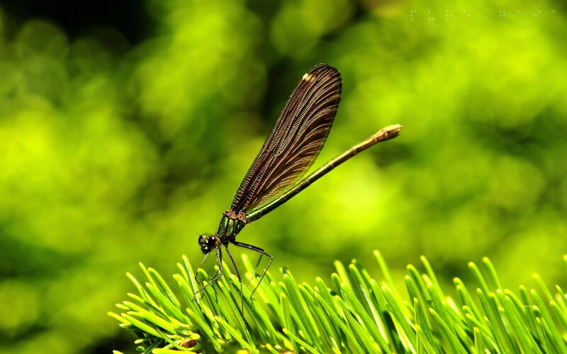 Damselfly on Pine Needle — Green, Serene